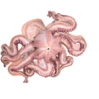 Pulpo elaborado mediano kilo