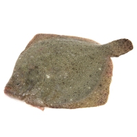 Rodaballo (2 a 2,5 kg) acuicultura quilo