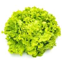 Lechuga rizada categoría 1ª (peso mínimo 250 g) unidad
