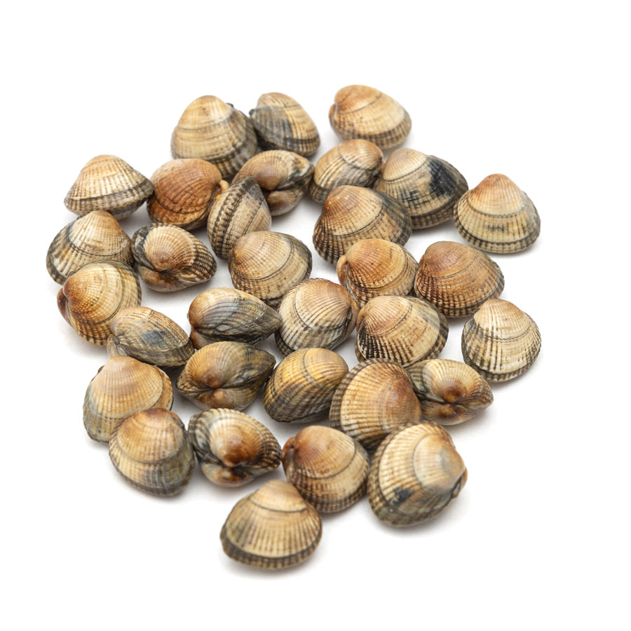 Berberecho gordo kilo