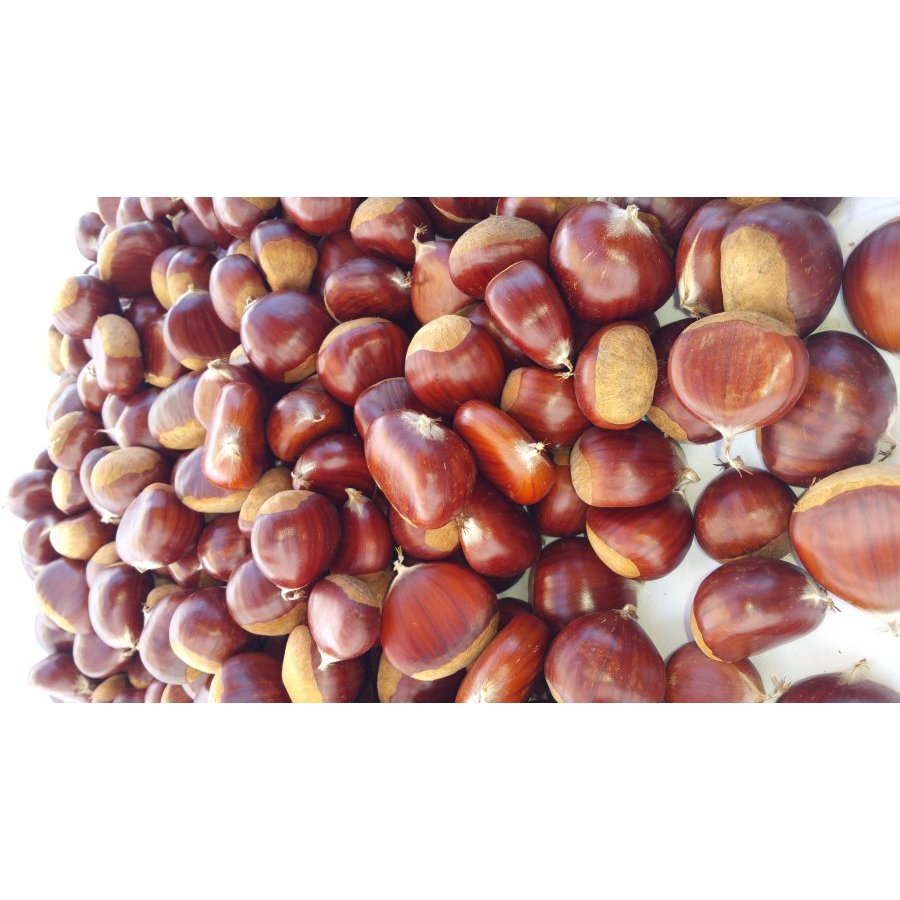 Castañas categoría 1ª calibre 40/60 kilo