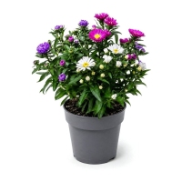 PLANTA ASTER MIX M-12