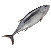 Bonito enteiro quilo