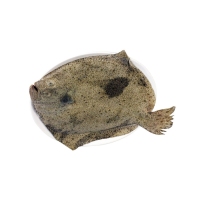 Rodaballo (de 1,5 a 2 kg) acuicultura kilo