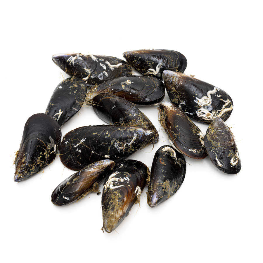 Mejillón kilo