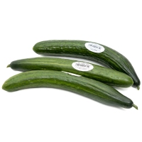 Pepino holandés 1ª calibre 12-14 kilo