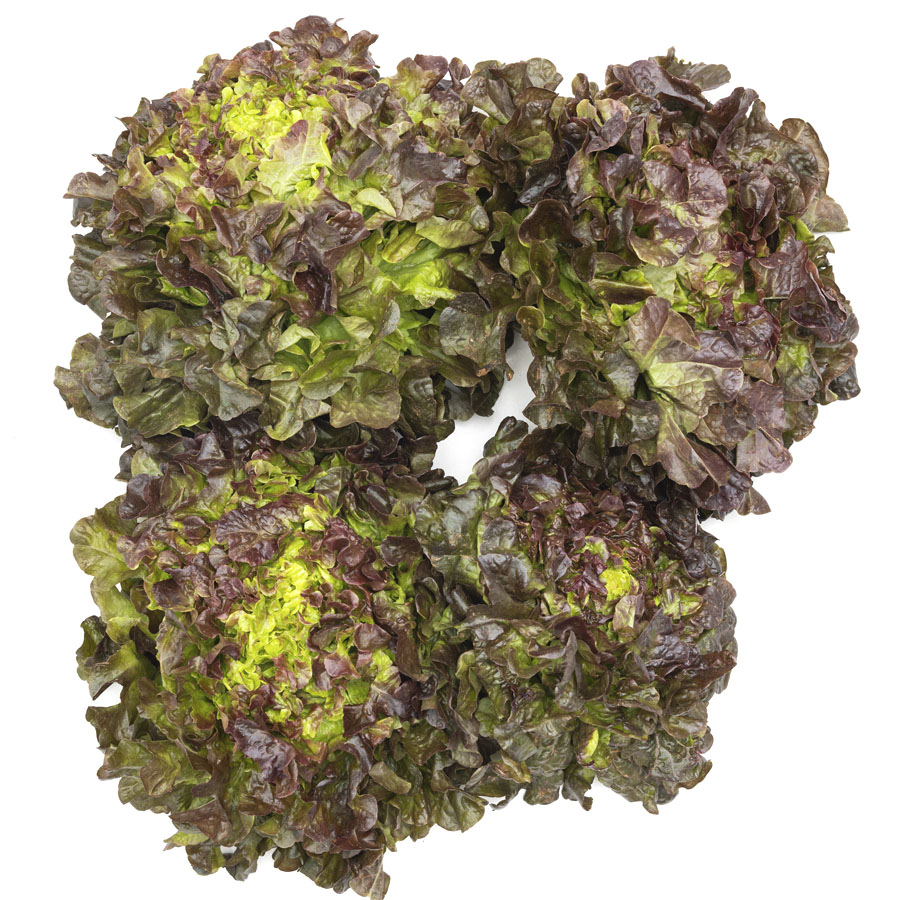 Lechuga roja categoría 1ª (peso mínimo 200g)  unidad