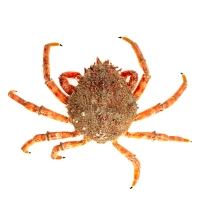 Centollo (macho) kilo