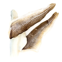 Filete de bacalao con piel kilo