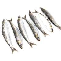 Sardiña quilo