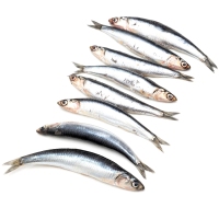 Boquerón/bocarte kilo