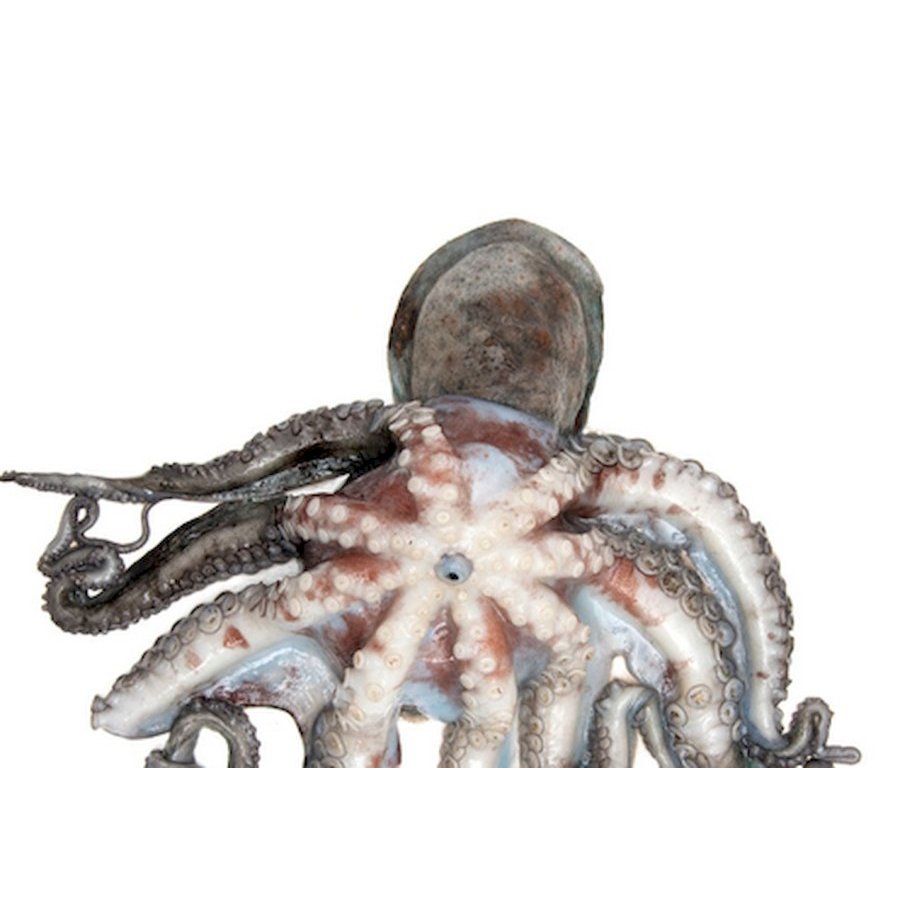 Pulpo kilo