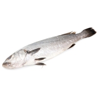 Corvina acuicultura kilo