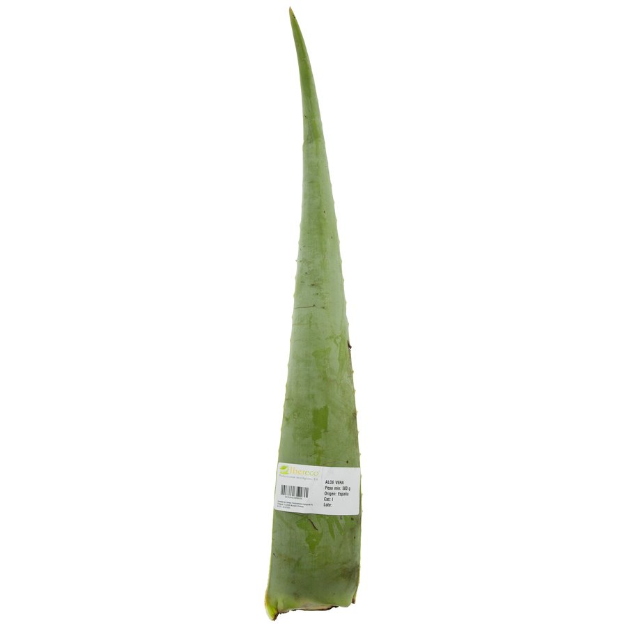Hoja aloe vera ecológica unidad