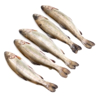 Truchita (acuicultura) kilo