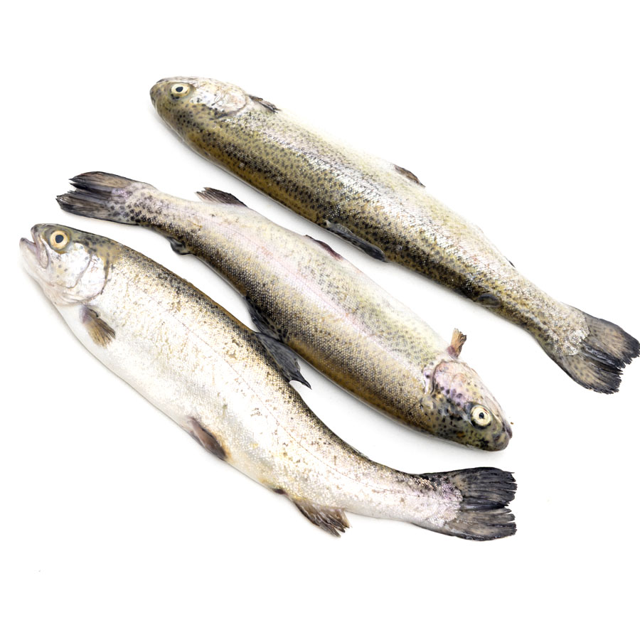 Trucha eviscerada (acuicultura)