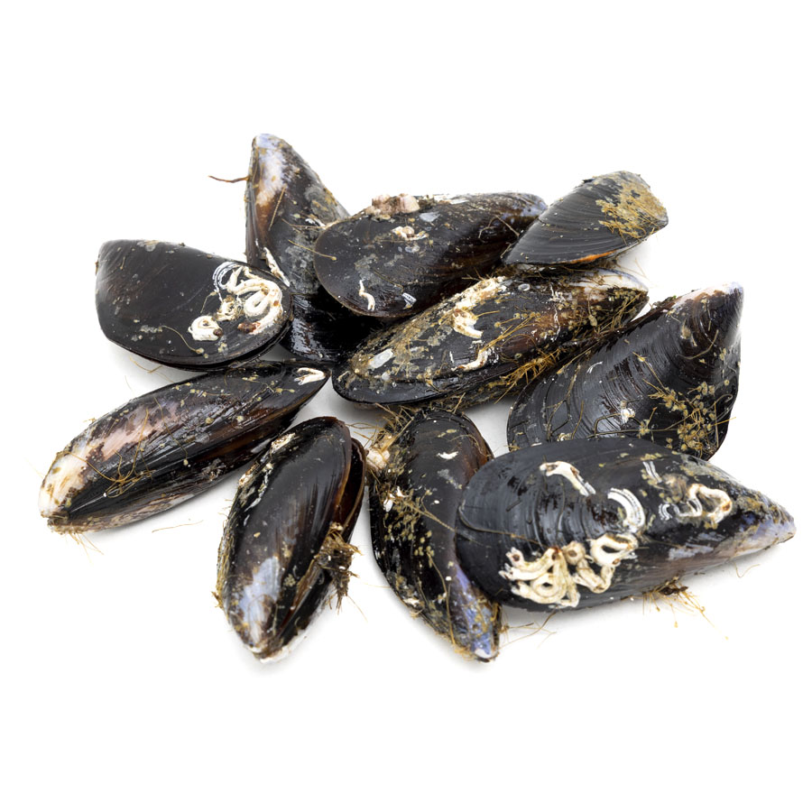 Mejillón etiqueta negra kilo