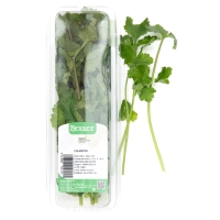 Cilantro manojo