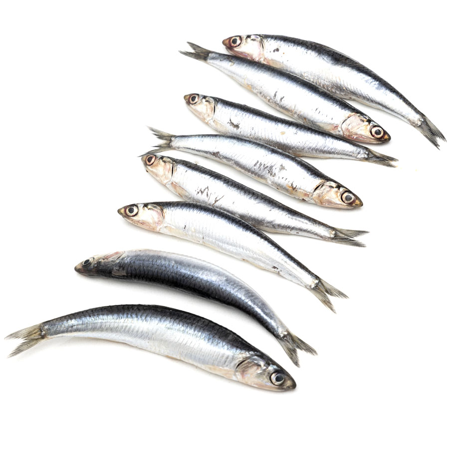 Boquerón/bocarte kilo