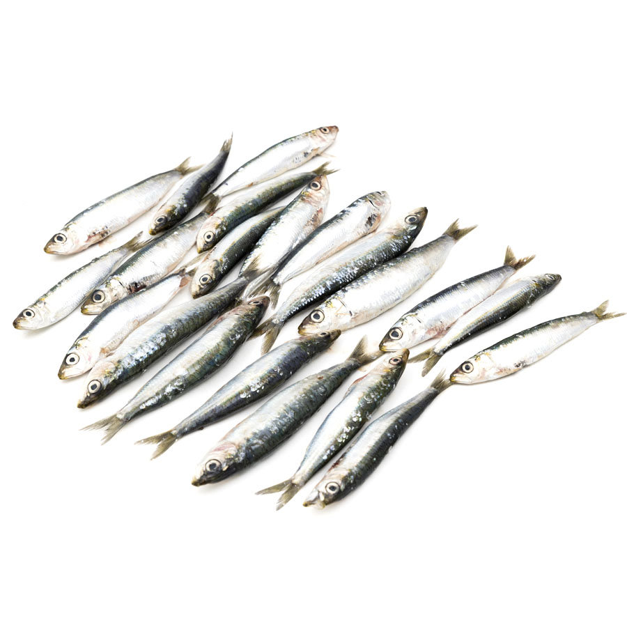 Sardina costa pequeña (xouba) kilo