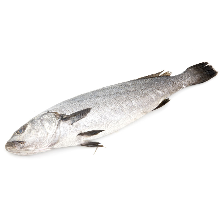 Corvina acuicultura kilo