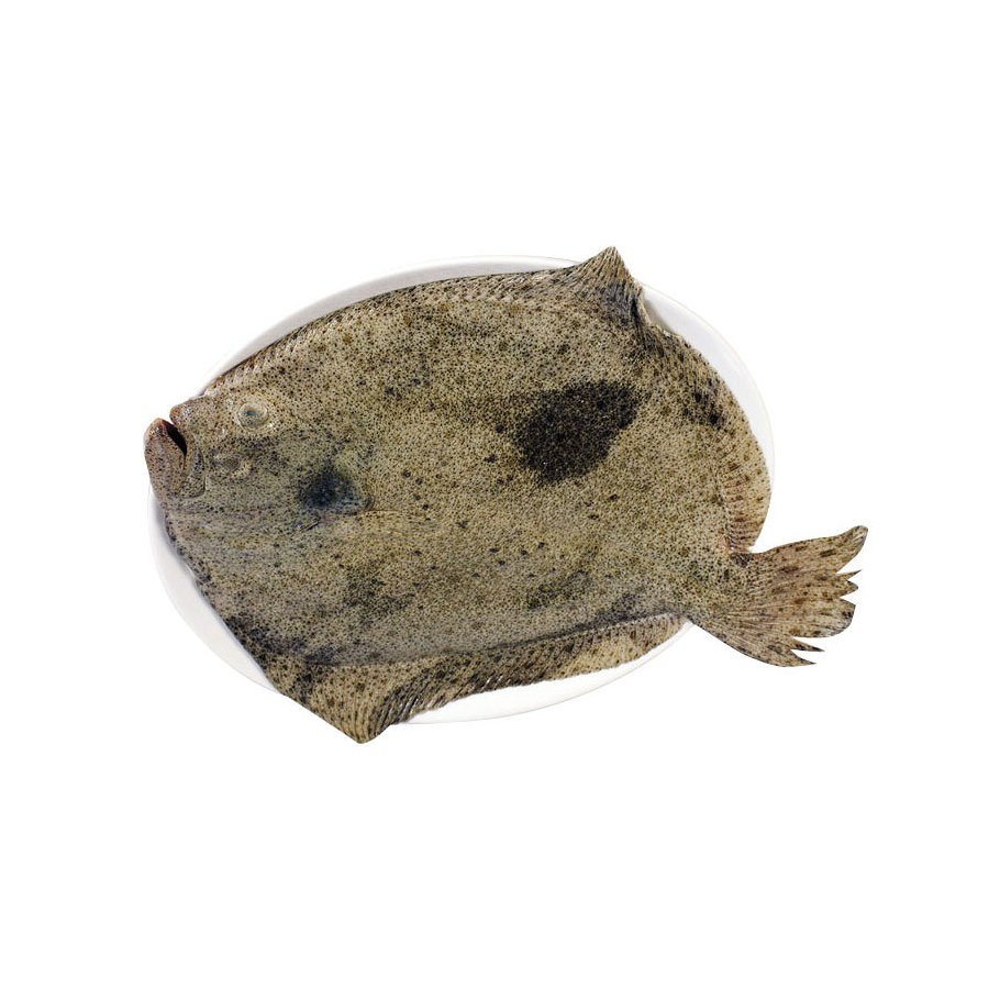 Rodaballo (1 A 1,5kg.) acuicultura kilo