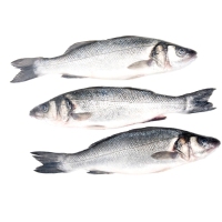 Robaliza acuicultura peza (300-400 g)