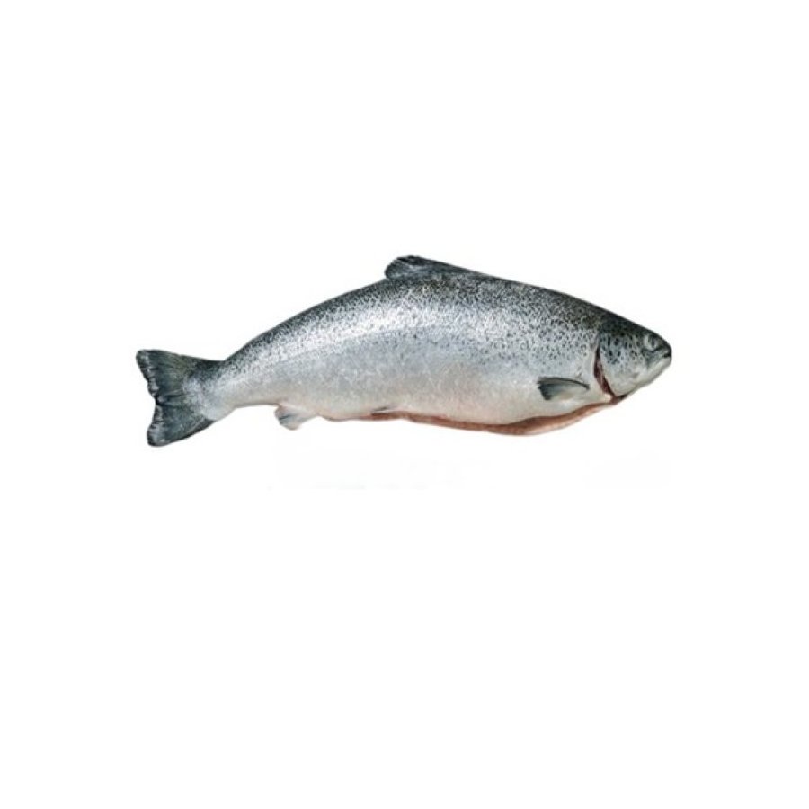 Salmón gordo (acuicultura) kilo