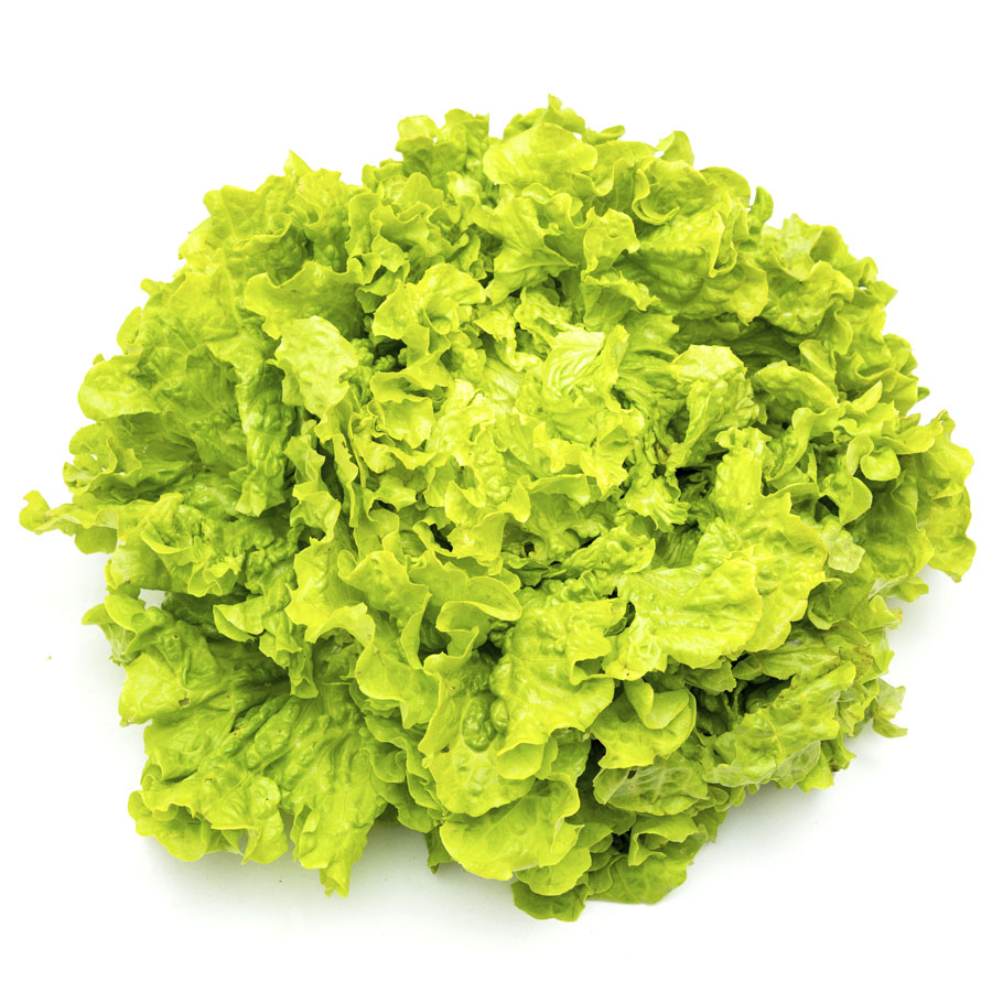 Lechuga rizada categoría 1ª (peso mínimo 250 g) unidad