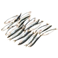 Sardina costa pequeña (xouba) kilo