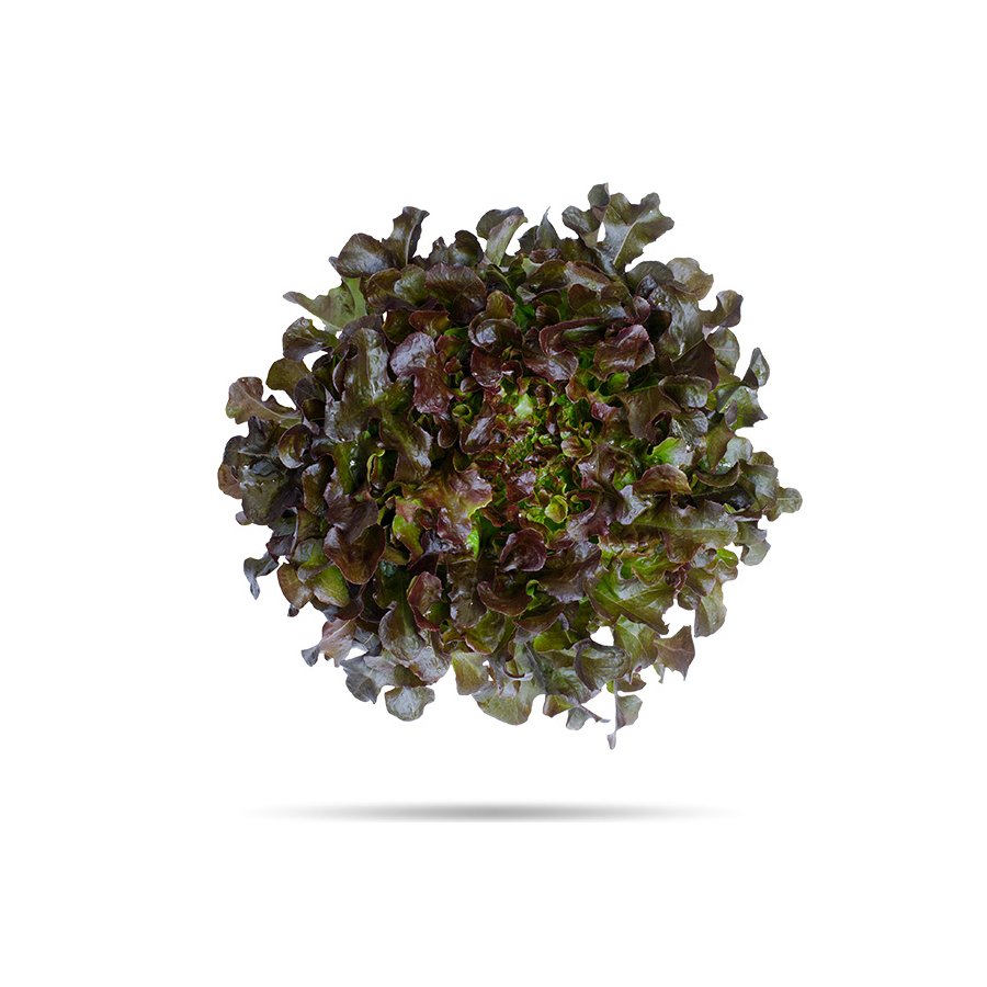 Lechuga hoja roble categoría 1ª (p.min 200 g) unidad
