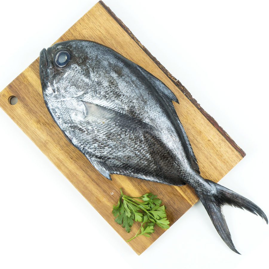 Palometa negra grande kilo