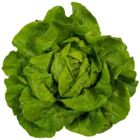 Lechuga lisa categoría 1ª (peso mínimo 200 g) unidad