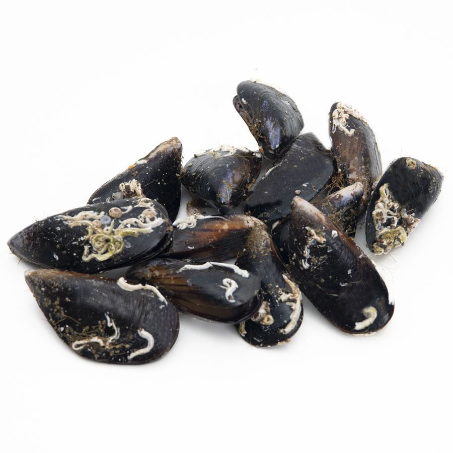 Mejillón selección kilo